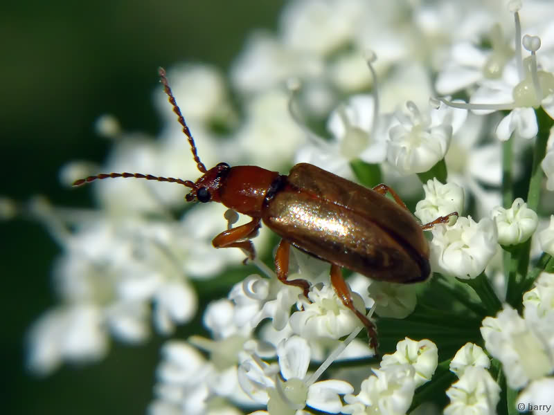 Orsodacne cerasi (Linnaeus, 1758)